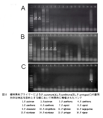 図2 種特異的プライマーによるP. cactorum(A), P. cambivora(B), P. syringae(C)の識別