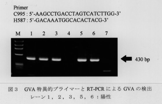 図3 GVA特異的プライマーとRT-PCRによるGVAの検出レーン