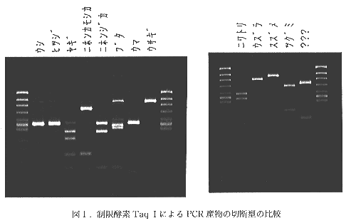 図1 制限酵素Taq1によるPCR産物の切断型の比較