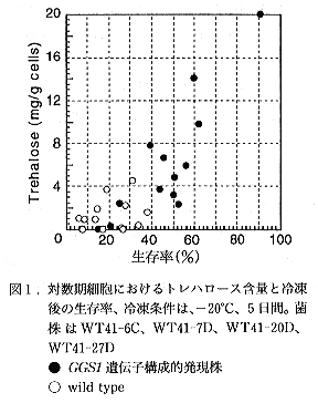 図1 対数期細胞におけるトレハロース含量と冷凍後の生存率、冷凍条件は、-20°C、5日間。菌株はWT41-6C、WT41-7D、WT41-20D、WT41-27D