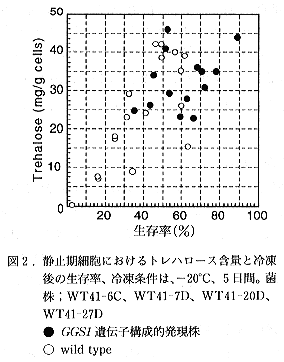 図2 静止期細胞におけるトレハロース含量と冷凍後の生存率、冷凍条件は、-20°C、5日間。菌株はWT41-6C、WT41-7D、WT41-20D、WT41-27D