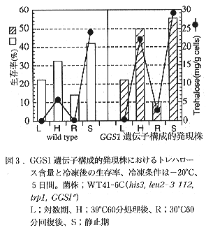 図3 GGSI遺伝子構成的発現株におけるトレハロース含量と冷凍後の生存率、冷凍条件は、-20°C、5日間。菌株はWT41-6C