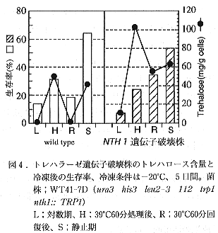 図4 トレハラーゼ遺伝子破壊株のトレハロース含量と冷凍後の生存率、冷凍条件は、-20°C、5日間。菌株はWT41-7D