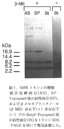 図1 SMKトキシンの精製硫安沈殿画分