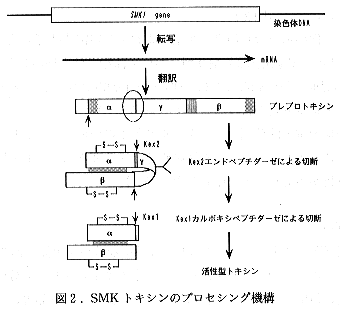 図2 SMKトキシンのプロセシング機構