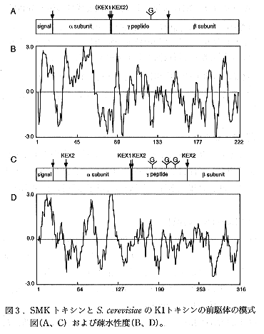 図3 SMKトキシンとS.cerevisiaeのK1トキシンの前駆体の模式図及び疎水性度