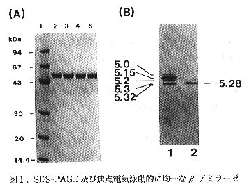 図1 SDS-PAGE及び焦点電気泳動的に均一なβ-アミラーゼ