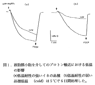 図1 液胞膜小胞を介してプロトン輸送における低温の影響