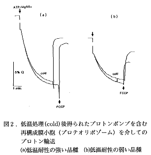 図2 低温処理後得られたプロトンポンプを含む再構成膜小胞を介してのプロトン輸送