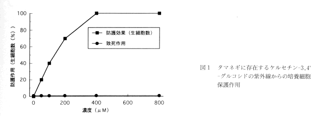 図1 タマネギに存在するケルセチン-3,4'-グルコシドの紫外線からの培養細胞保護作用