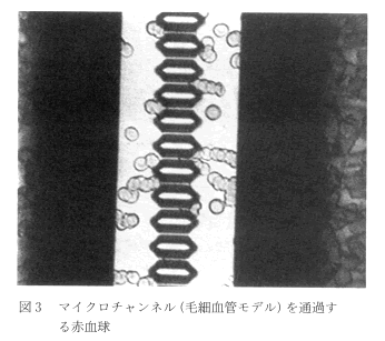 図3 マイクロチャンネルを通過する赤血球