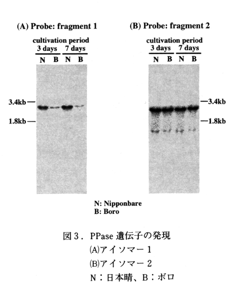 図3 PPase遺伝子の発現