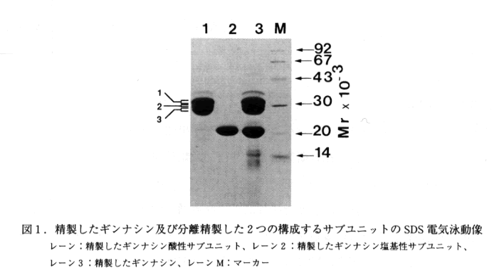 図1 精製したギンナシン及び分離精製した2つの構成するサブユニットのSDS電気泳動像