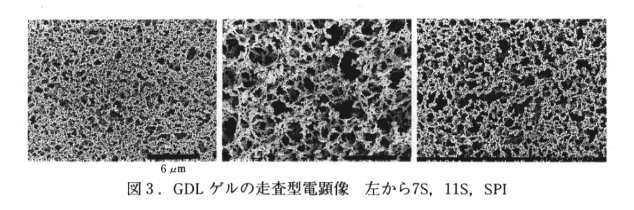 図3 GDLゲルの走査型電顕像