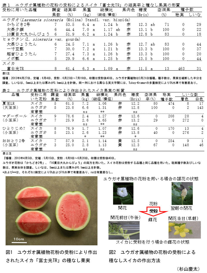 ユウガオ花粉を利用した種なしスイカの生産 農研機構