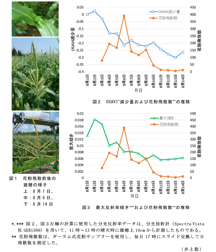 図1 花粉飛散前後の雄穂の様子?図2 OSAVI減少量および花粉飛散数の推移?図3 最大反射率傾きおよび花粉飛散数の推移