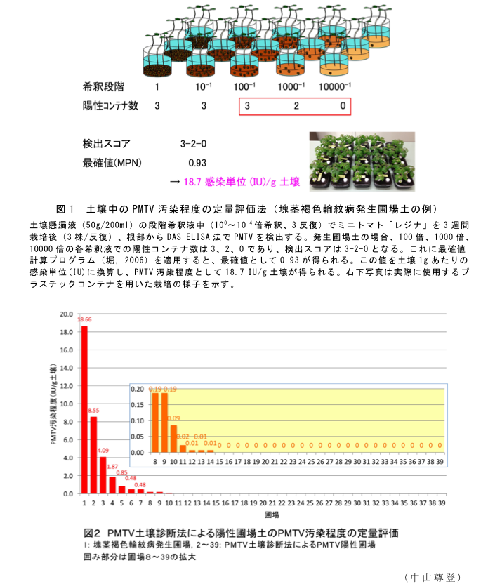 図1 土壌中のPMTV汚染程度の定量評価法(塊茎褐色輪紋病発生圃場土の例)?図2 PMTV土壌診断法による陽性圃場土のPMTV汚染程度の定量評価