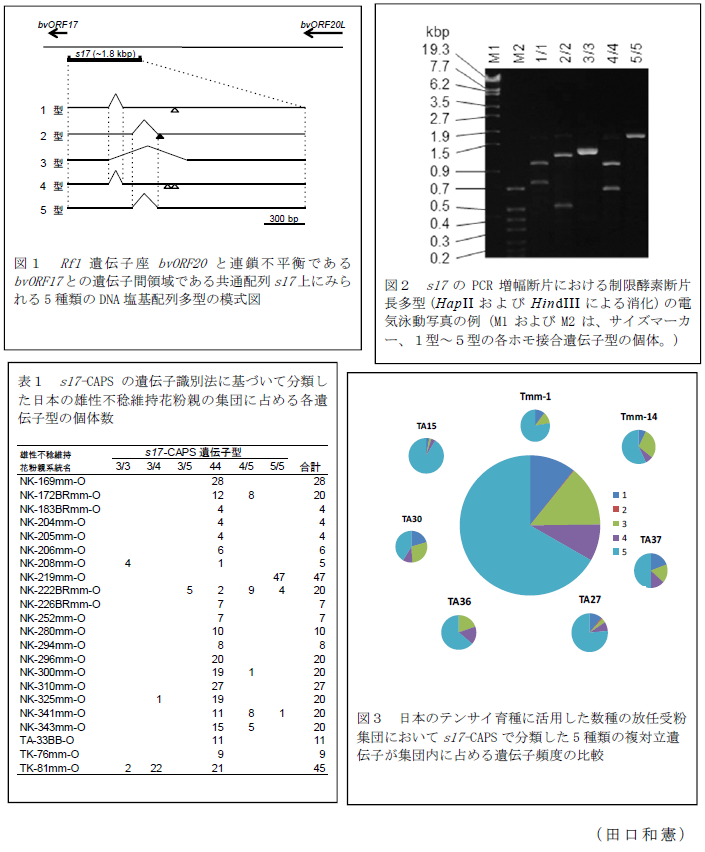 図1 Rf1遺伝子座bvORF20と連鎖不平衡であるbvORF17との遺伝子間領域である共通配列s17上にみられる5種類のDNA塩基配列多型の模式図?図2 s17のPCR増幅断片における制限酵素断片長多型(HapIIおよびHindIIIによる消化)の電気泳動写真の例(M1およびM2は、サイズマーカー、1型~5型の各ホモ接合遺伝子型の個体。)?表1 s17-CAPSの遺伝子識別法に基づいて分類した日本の雄性不稔維持花粉親の集団に占める各遺伝子型の個体数?図3 日本のテンサイ育種に活用した数種の放任受粉集団においてs17-CAPSで分類した5種類の複対立遺伝子が集団内に占める遺伝子頻度の比較