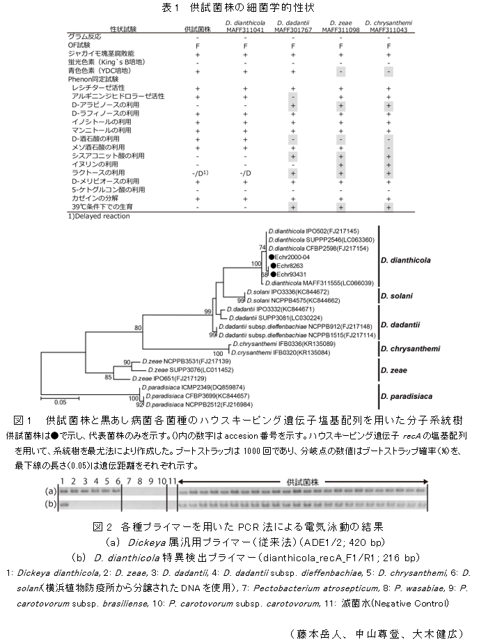 表1 供試菌株の細菌学的性状;図1  供試菌株と黒あし病菌各菌種のハウスキーピング遺伝子塩基配列を用いた分子系統樹;図2 各種プライマーを用いたPCR法による電気泳動の結果