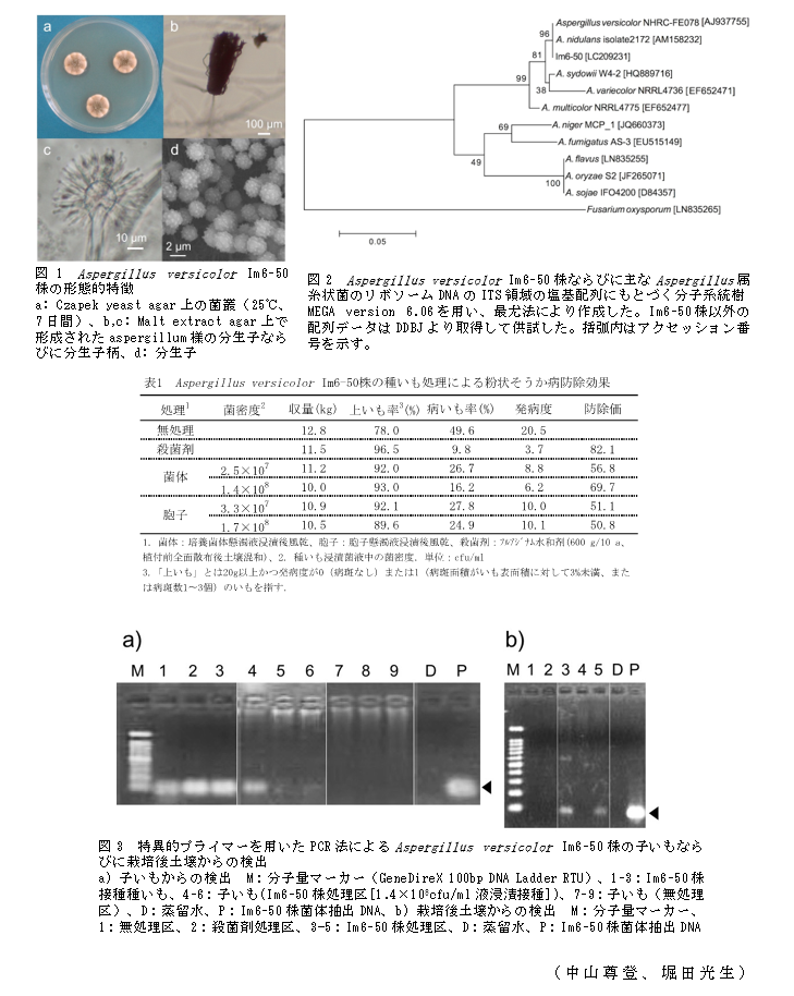 図1 Aspergillus versicolor Im6-50株の形態的特徴;図2 Aspergillus versicolor Im6-50株ならびに主なAspergillus属糸状菌のリボソームDNAのITS領域の塩基配列にもとづく分子系統樹MEGA version 6.06を用い、最尤法により作成した。Im6-50株以外の配列データはDDBJより取得して供試した。括弧内はアクセッション番号を示す。;図3 特異的プライマーを用いたPCR法によるAspergillus versicolor Im6-50株の子いもならびに栽培後土壌からの検出