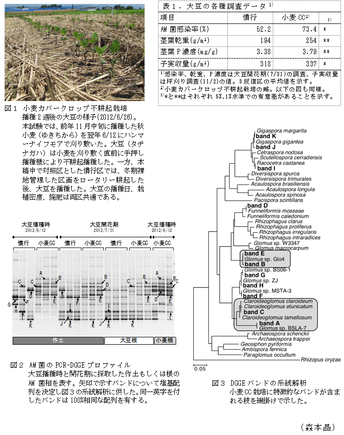 表1.大豆の各種調査データ1),図1 小麦カバークロップ不耕起栽培,図2 AM菌のPCR-DGGEプロファイル,図3 DGGEバンドの系統解析