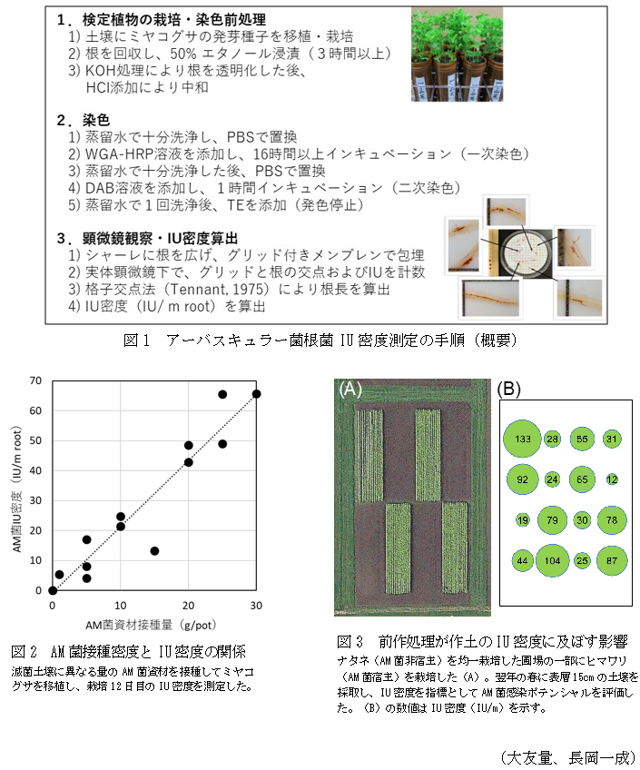 図1 アーバスキュラー菌根菌IU密度測定の手順(概要),図2 AM菌接種密度とIU密度の関係,図3 前作処理が作土のIU密度に及ぼす影響