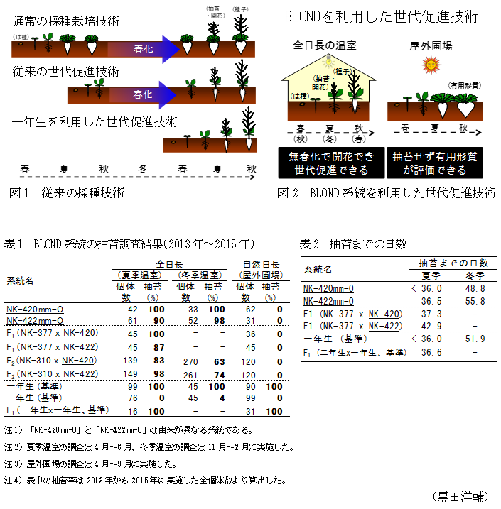 図1 従来の採種技術,図2 BLOND系統を利用した世代促進技術,表1 BLOND系統の抽苔調査結果(2013年～2015年),表2 抽苔までの日数