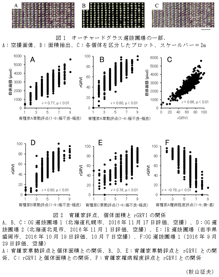 図1 オーチャードグラス選抜圃場の一部.,図2 育種家評点、個体面積とrGRVIの関係