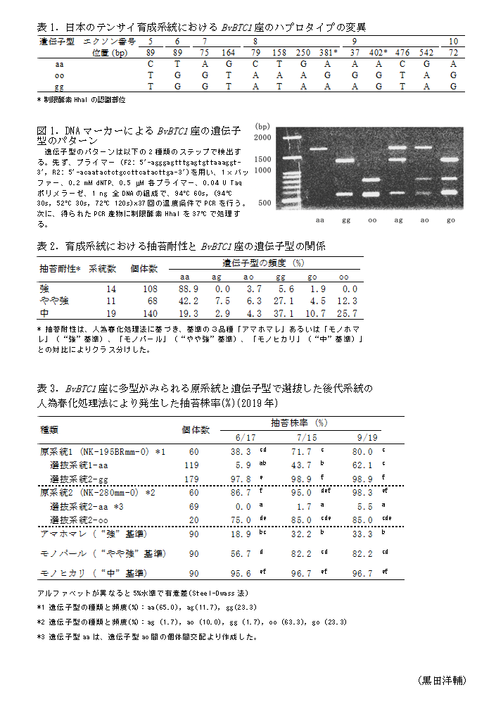 表1. 日本のテンサイ育成系統におけるBvBTC1座のハプロタイプの変異,図1. DNAマーカーによるBvBTC1座の遺伝子型のパターン,表2. 育成系統における抽苔耐性とBvBTC1座の遺伝子型の関係,表3. BvBTC1座に多型がみられる原系統と遺伝子型で選抜した後代系統の人為春化処理法により発生した抽苔株率(%)(2019年)