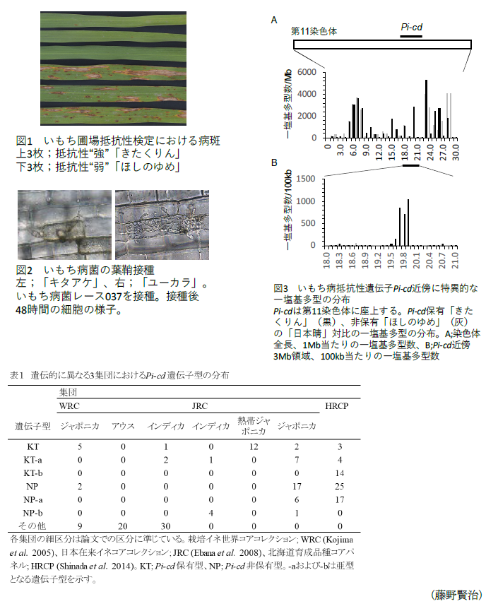 図1 いもち圃場抵抗性検定における病斑,図2 いもち病菌の葉鞘接種,図3 いもち病抵抗性遺伝子Pi-cd近傍に特異的な一塩基多型の分布Pi-cdは第11染色体に座上する,表1 遺伝的に異なる3集団におけるH-cd遺伝子型の分布