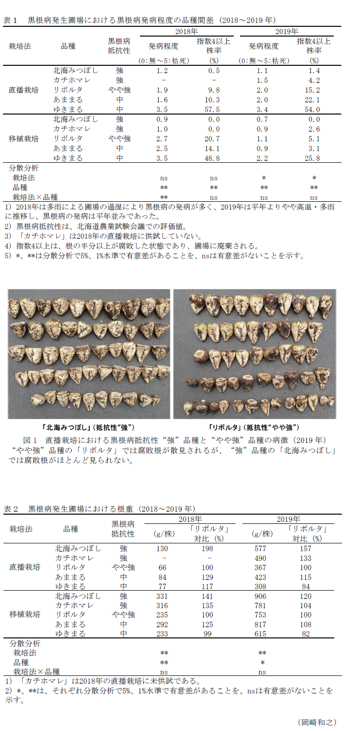 表1 黒根病発生圃場における黒根病発病程度の品種間差 (2018～2019年),図1 直播栽培における黒根病抵抗性"強"品種と"やや強"品種の病徴(2019年),表2 黒根病発生圃場における根重 (2018～2019年)