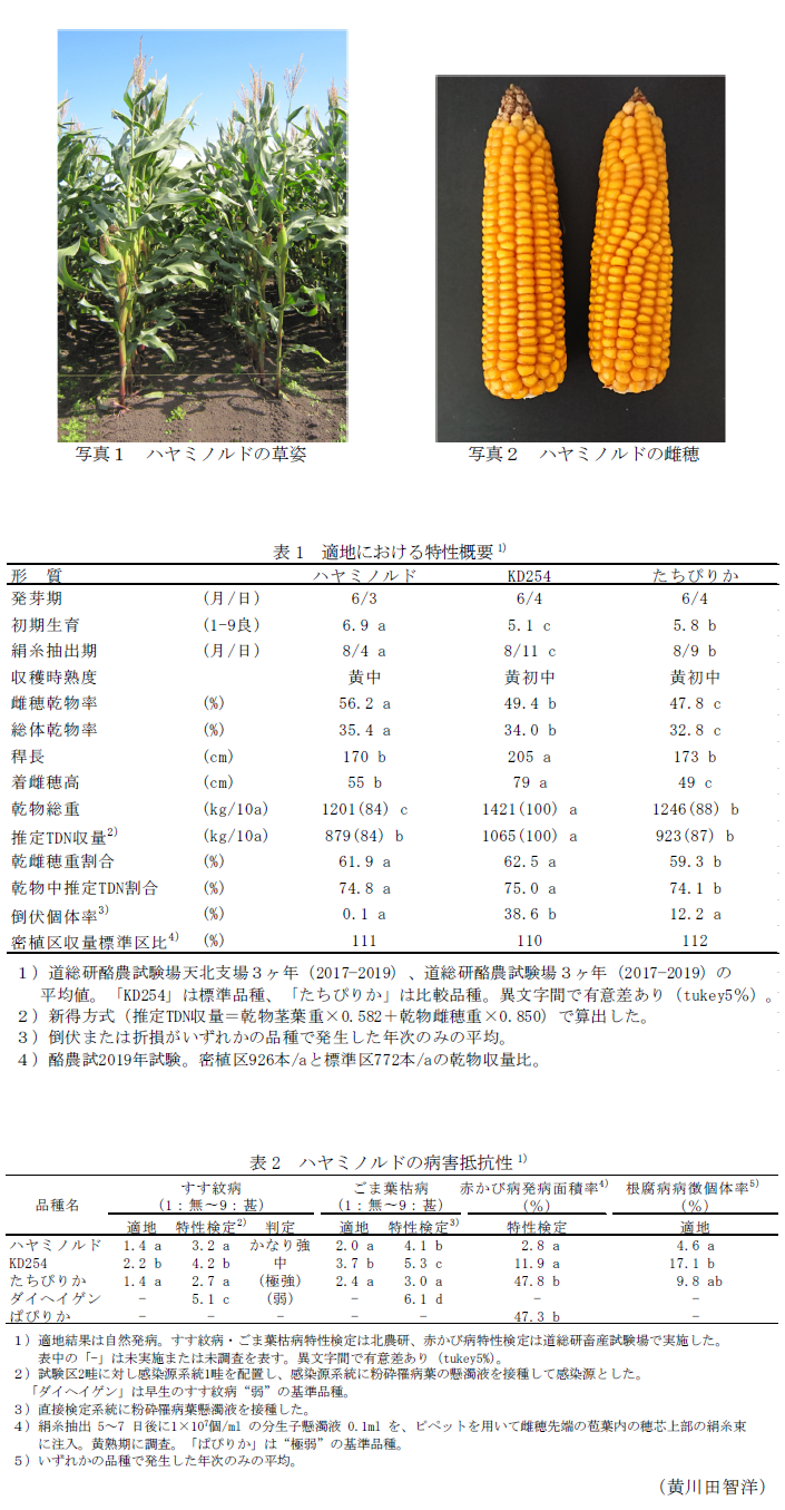 写真1 ハヤミノルドの草姿,写真2 ハヤミノルドの雌穂,表1 適地における特性概要,表2 ハヤミノルドの病害抵抗性