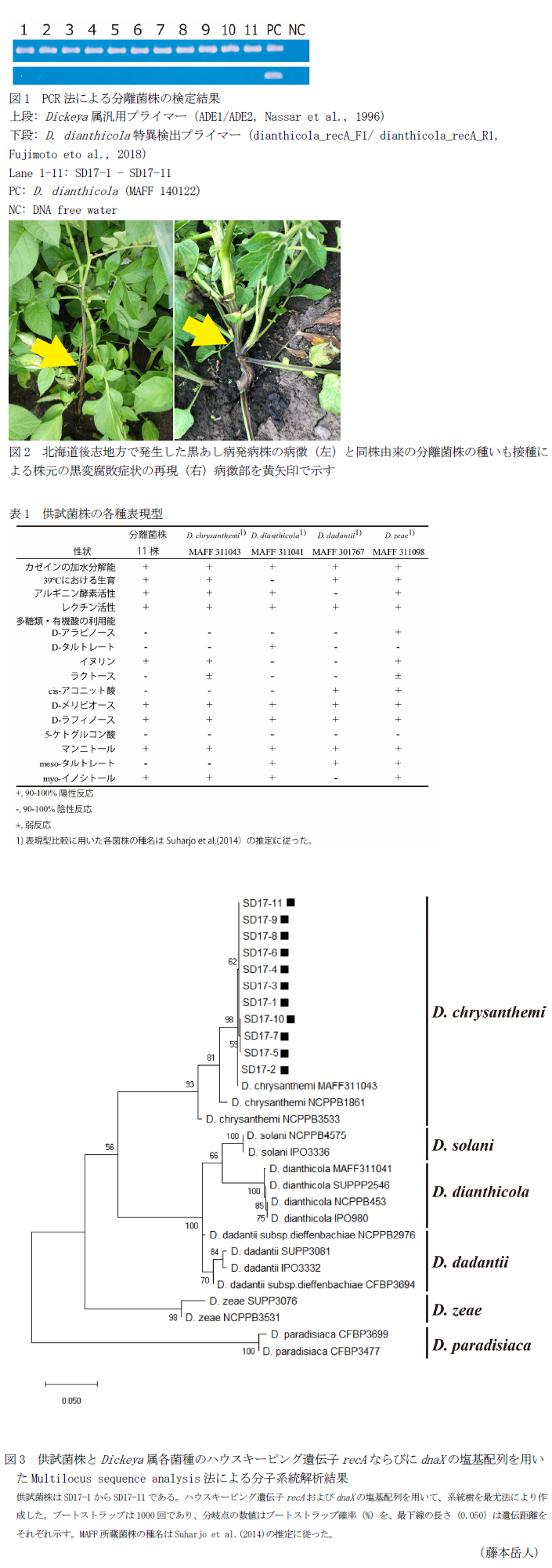 図1 PCR法による分離菌株の検定結果,図2 北海道後志地方で発生した黒あし病発病株の病徴(左)と同株由来の分離菌株の種いも接種による株元の黒変腐敗症状の再現(右)病徴部を黄矢印で示す,表1 供試菌株の各種表現型,図3  供試菌株とDickeya属各菌種のハウスキーピング遺伝子recAならびにdnaXの塩基配列を用いたMultilocus sequence analysis法による分子系統解析結果