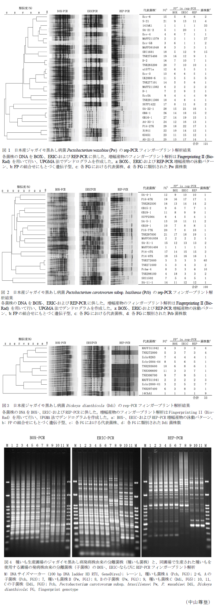 図 1 日本産ジャガイモ黒あし病菌Pectobacterium wasabiae (Pw) のrep-PCRフィンガープリント解析結果,図 2 日本産ジャガイモ黒あし病菌Pectobacterium carotovorum subsp. basiliense (Pcb) のrep-PCRフィンガープリント解析結果,図3 日本産ジャガイモ黒あし病菌Dickeya dianthicola (Ddi) のrep-PCRフィンガープリント解析結果,図4 種いも生産圃場のジャガイモ黒あし病発病株由来の分離菌株(種いも菌株)と、同圃場で生産された種いもを使用する圃場の発病株由来の分離菌株(子菌株)のB0X-、ERIC-ならびにREP-PCRフィンガープリント解析