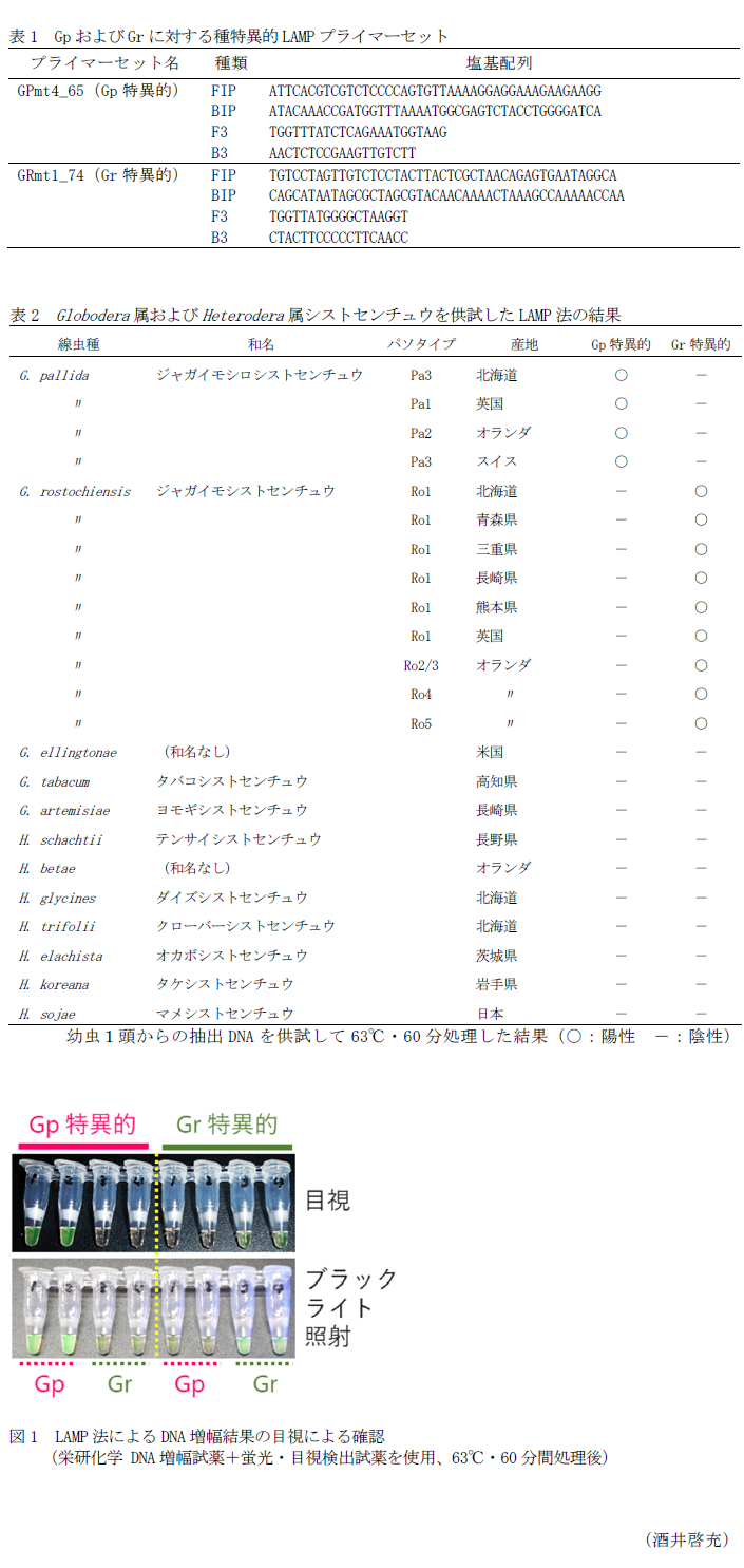 表1 GpおよびGrに対する種特異的LAMPプライマーセット,表2 Globodera属およびHeterodera属シストセンチュウを供試したLAMP法の結果,図1 LAMP法によるDNA増幅結果の目視による確認