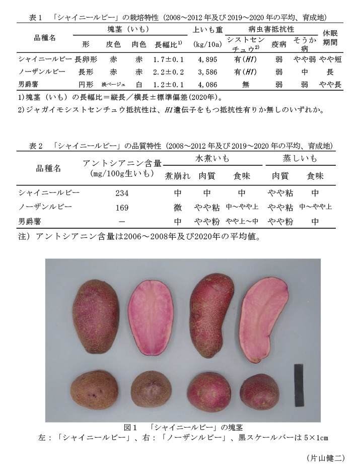 表1 「シャイニールビー」の栽培特性(2008～2012年及び2019～2020年の平均、育成地),表2 「シャイニールビー」の品質特性(2008～2012年及び2019～2020年の平均、育成地),図1 「シャイニールビー」の塊茎