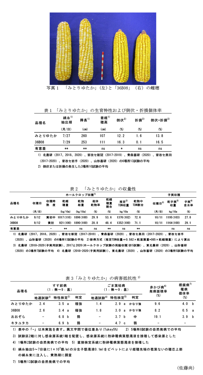 写真1 「みとりゆたか」(左)と「36B08」(右)の雌穂,表1 「みとりゆたか」の生育特性および倒伏・折損個体率,表2 「みとりゆたか」の収量性,表3「みとりゆたか」の病害抵抗性