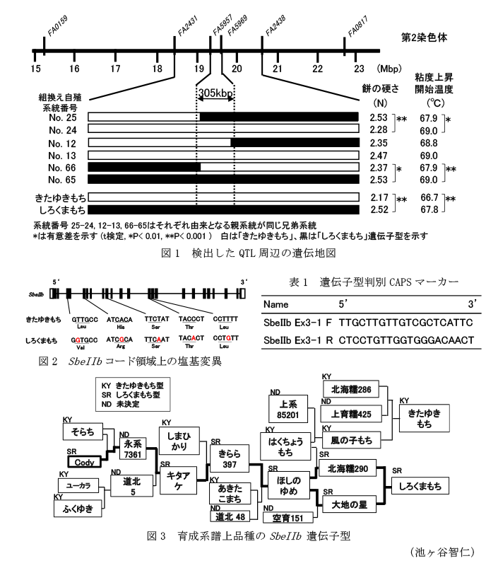 図1 検出したQTL周辺の遺伝地図,図2 SbeIIbコード領域上の塩基変異,表1 遺伝子型判別CAPSマーカー,図3 育成系譜上品種のSbeIIb 遺伝子型