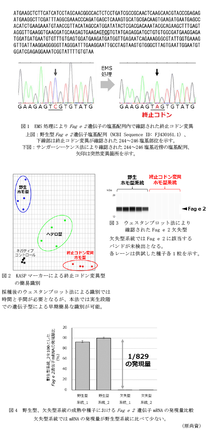 図1 EMS処理によりFag e 2遺伝子の塩基配列内で確認された終止コドン変異,図2 KASPマーカーによる終止コドン変異型の簡易識別,図3 ウェスタンブロット法により確認されたFag e 2欠失型,図4 野生型、欠失型系統の成熟中種子におけるFag e 2 遺伝子mRNAの発現量比較