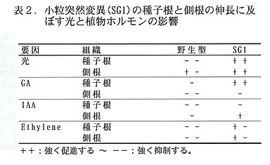 表2.小粒突然変異(SG1)の種子根と側根の伸長に及ぼす光と植物ホルモンの影響