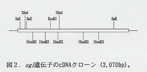 図2.sg1遺伝子のcDNAクローン(2,070bp)