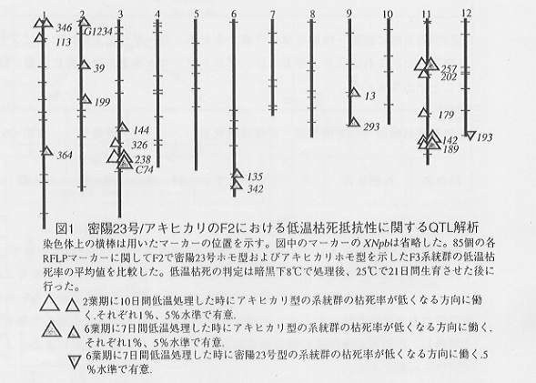 図1.密養23号/アキヒカリのF2における低温枯死抵抗性にQTL解析