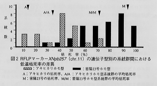 図2.RFLPマーカーXNpb257(chr.11)の遺伝子型別の系統群間における低温枯死率の差異