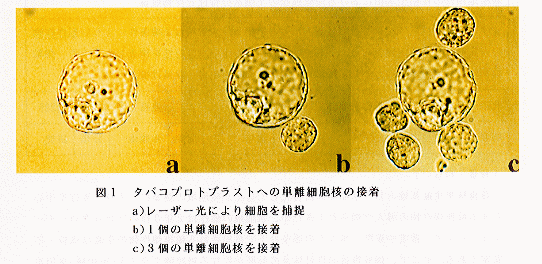 図1.タバコプロトプロトプラストへの単離細胞核の接着