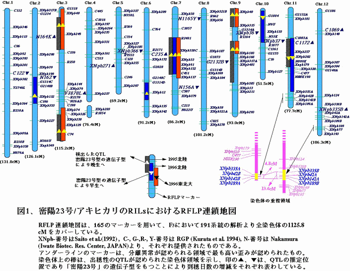 図1 密陽23号/アキヒカリのRILsにおけるRFLP連鎖地図