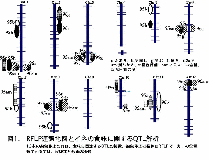 図1 RFLP連鎖地図とイネの食味に関するQTL解析