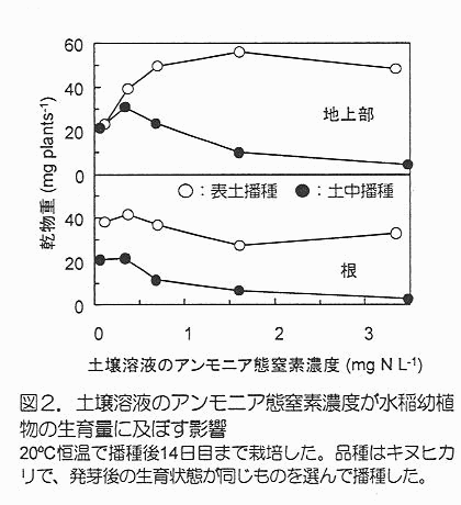 図2 土壌溶液のアンモニア態窒素濃度が水稲幼植物の生育量に及ぼす影響