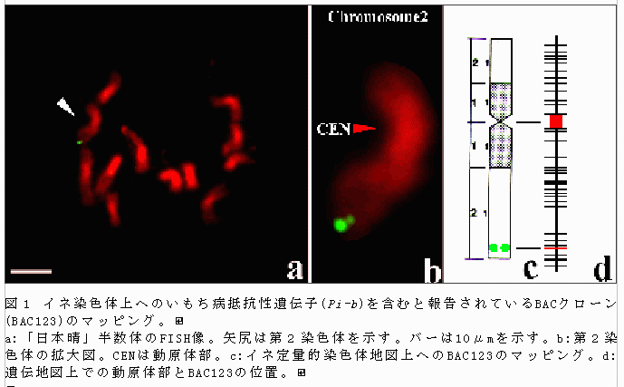図1 イネ染色体上へのいもち病抵抗性遺伝子を含むと報告されているBACクローンのマッピング