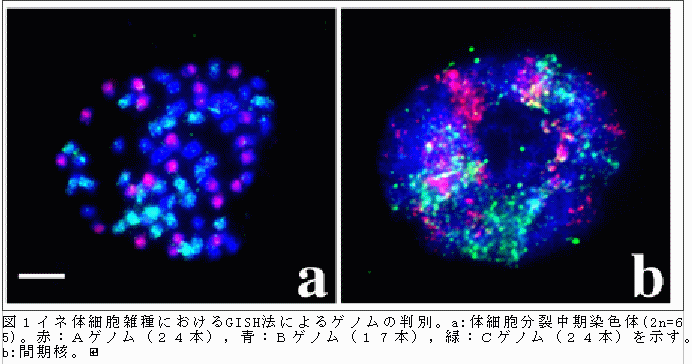 図1 イネ体細胞雑種におけるGISH法によるゲノムの判別