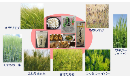 いろいろなもち性大麦品種(キラリモチ、はねうまもち、くすもち二条、フクミファイバー、きはだもち、もちしずか、ワキシーファイバー)の稲とそれを用いた製品の画像。